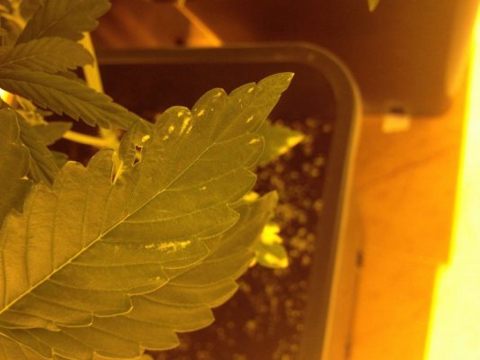 spider mites...Help!