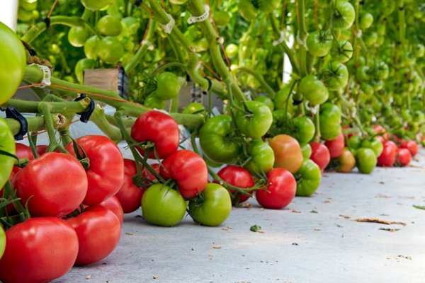 Grafting Heirloom Tomatoes