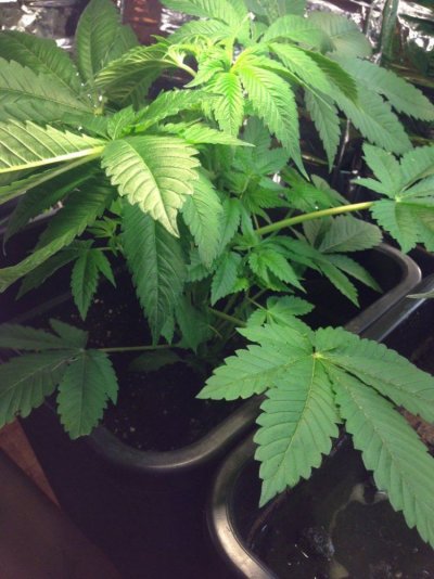 what do you guys think for first grow
