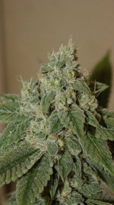 Green Dot Labs Loompa Farms Grows