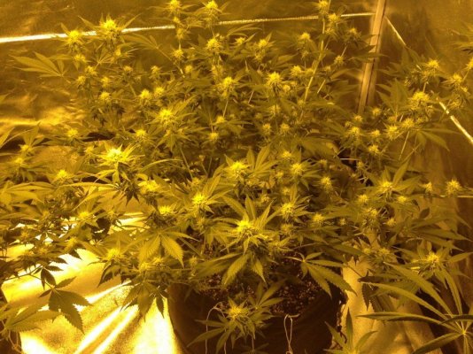 first-indoor-soil-grow.jpg