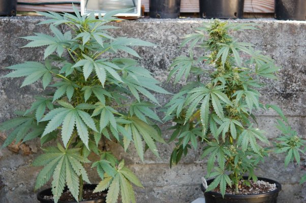 HELP PLEEZ!!!!Cloning A Certain Plant