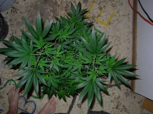 Alien Cheese 3.JPG