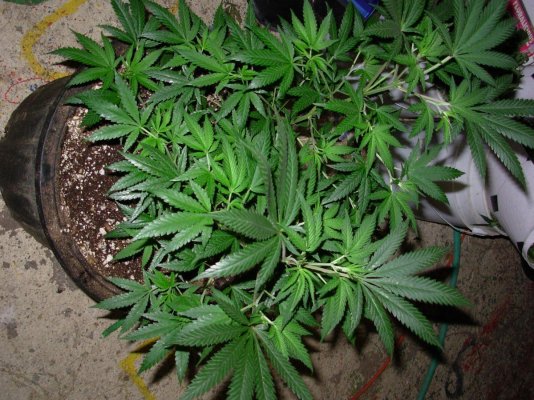 Alien Cheese 4.JPG