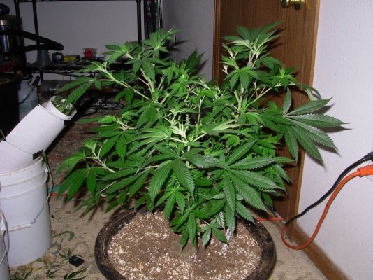 Alien#4 2.JPG