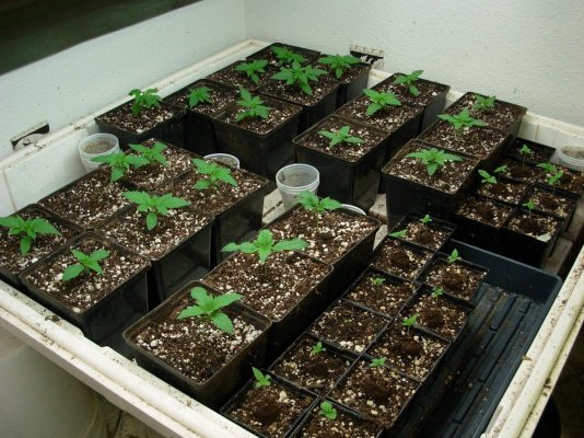 Super Kush lash.JPG