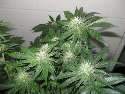 IMG_1731.JPG