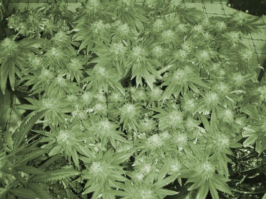 6weeksflower3.jpg