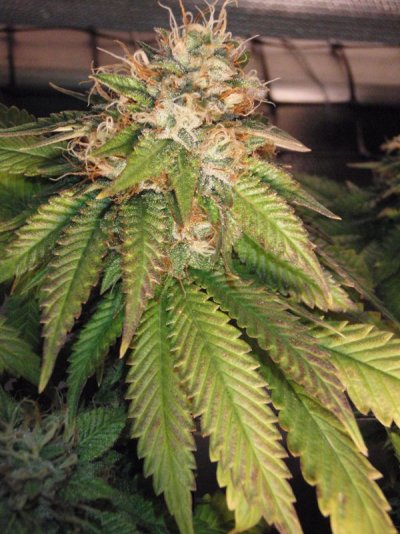 6weeksflower4.jpg