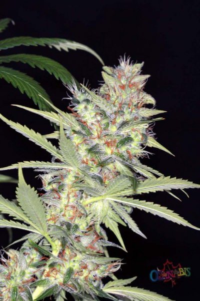 just-b-4-harvesting-the-13-dawgs-7.jpg
