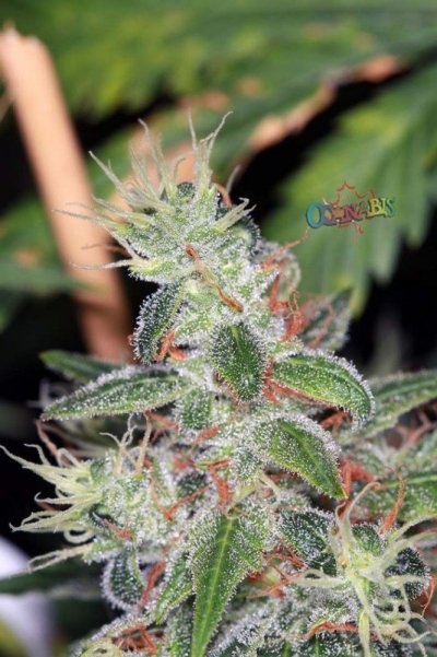 just-b-4-harvesting-the-13-dawgs-12.jpg
