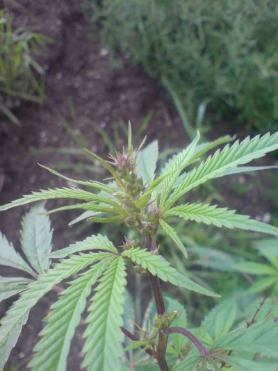 male-plant-in-uk-countryside.jpg