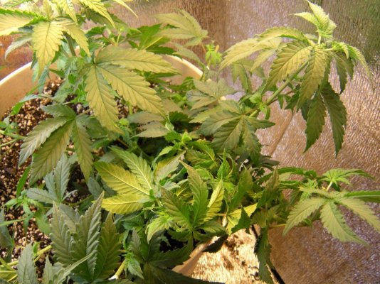 thcfarmers 029 small.jpg
