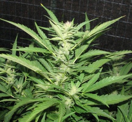 OGjam bud [800x600].JPG