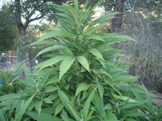 RoyalKush1.JPG