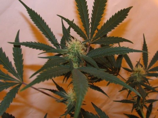 SDog2 bud [800x600].JPG