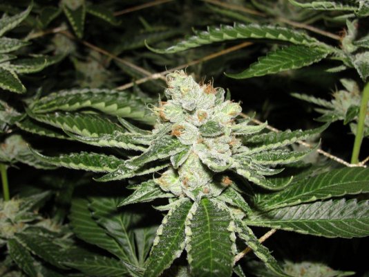 = The BEST OG Kush Clone Only=