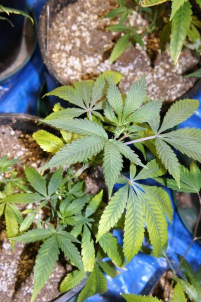 Dudded, Stunted, and Runted plants...
