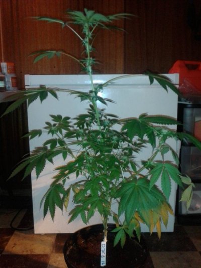 dwb-tested-by-blk-jesus-day-26-of-flower-5.jpg