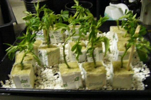 sweet seeds SAD S1 and CREAM CARAMEL in coco perlite