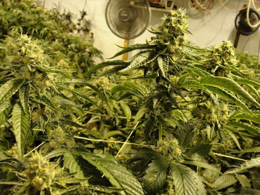 = The BEST OG Kush Clone Only=