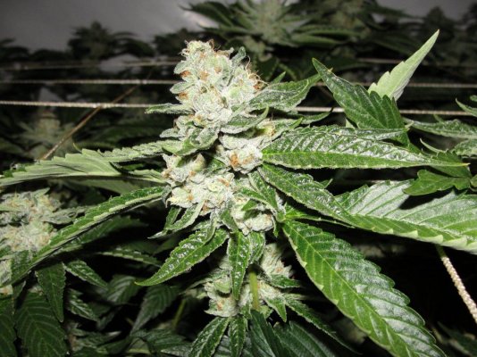 = The BEST OG Kush Clone Only=
