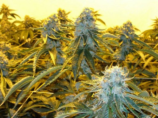 = The BEST OG Kush Clone Only=