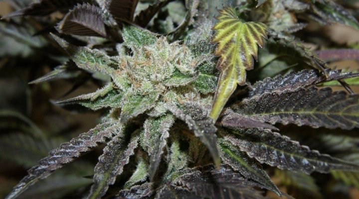 Green Dot Labs Loompa Farms Grows