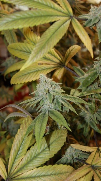 Green Dot Labs Loompa Farms Grows