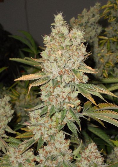 = The BEST OG Kush Clone Only=