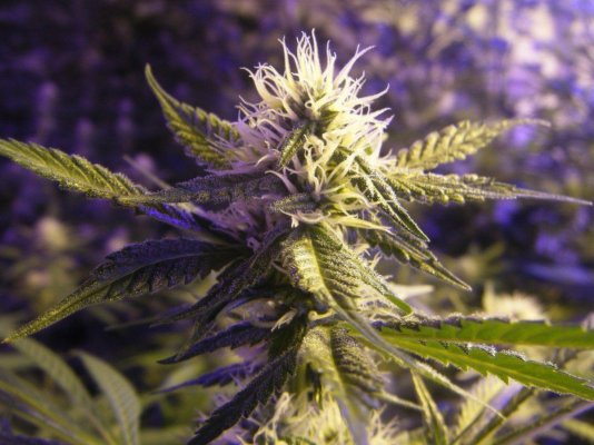 GSC_w4.JPG