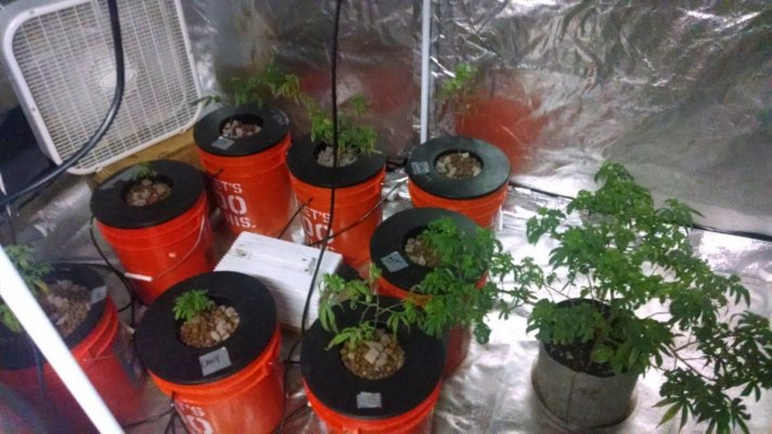 A dwc grow from a scrapped hpa project