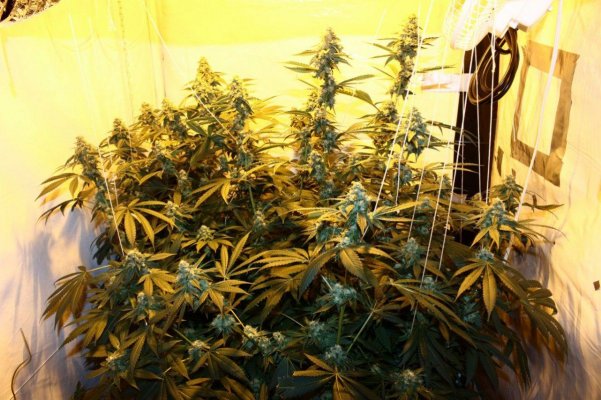 Reserva Privada OG KUSH
