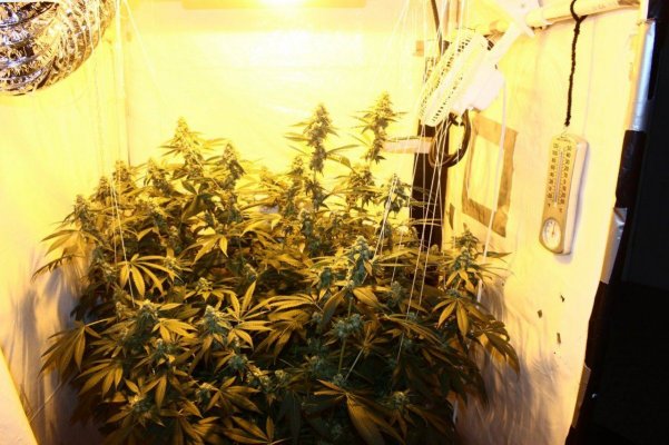 Reserva Privada OG KUSH