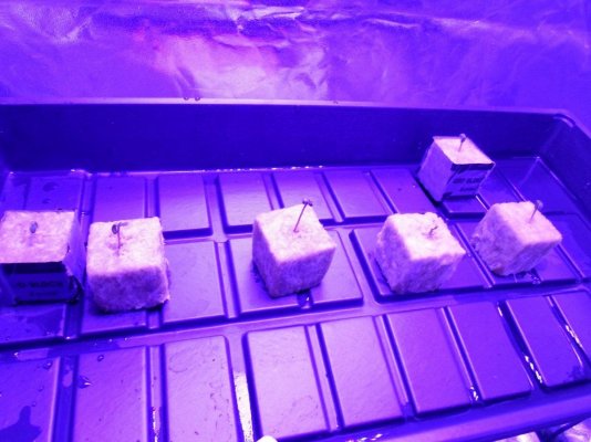 kosher-kush-purple-morocco-cherry-bomb-led-dwc.jpg