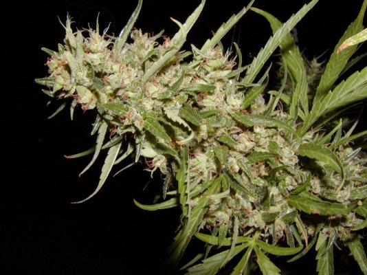L.Haze last pics.13.JPG