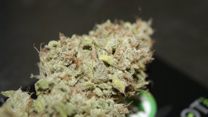 Green Dot Labs Loompa Farms Grows