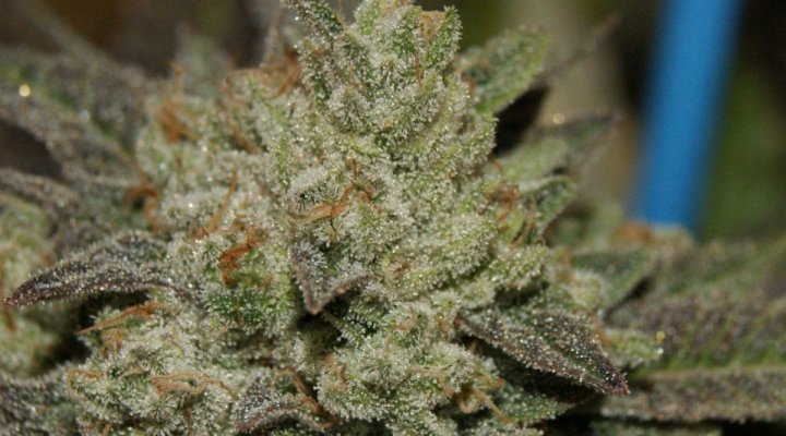 Tre OG (Tahoe OG x Tres Dawg)