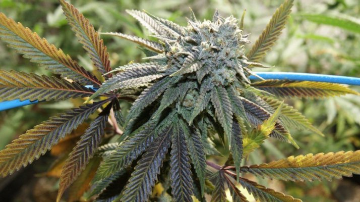 Tre OG (Tahoe OG x Tres Dawg)