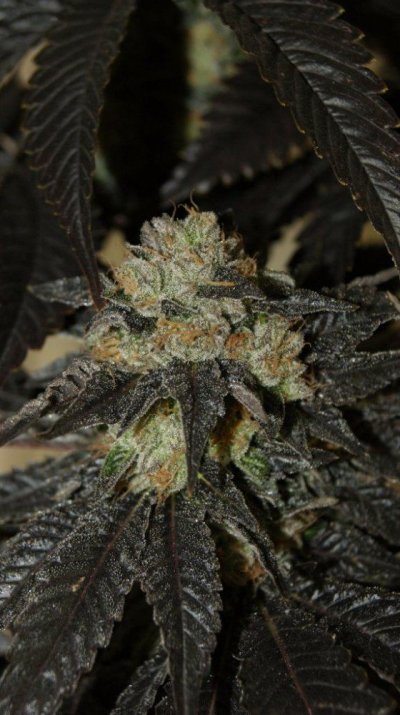 ONYCD (Chem '91 x Tres Dawg)
