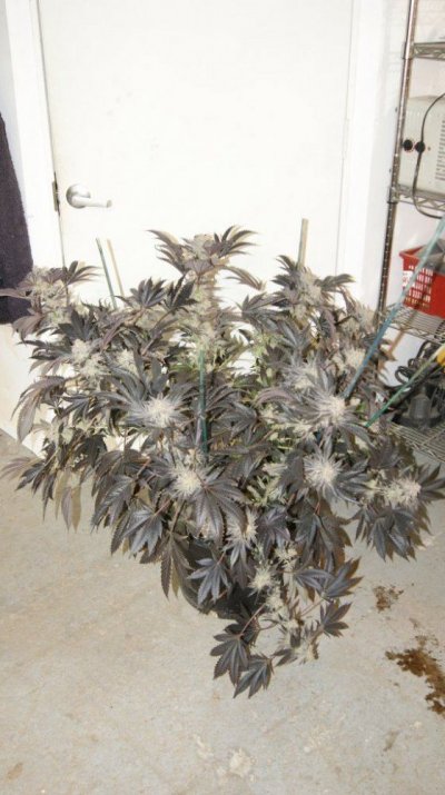 Stardawg (Chem 4 x Tres Dawg)