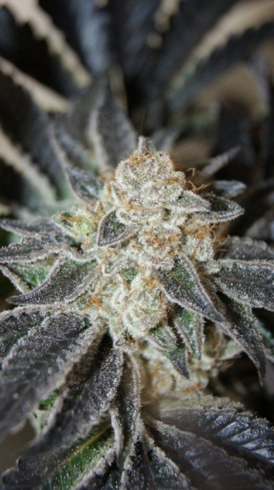 Stardawg (Chem 4 x Tres Dawg)