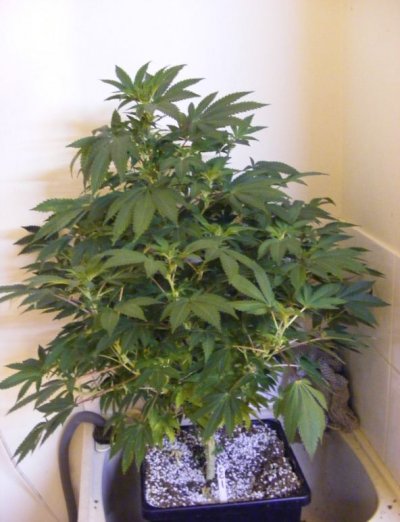 sweet seeds SAD S1 and CREAM CARAMEL in coco perlite