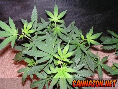 PINK CHEM D4F2.jpg