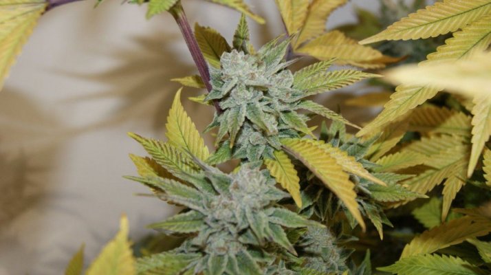 Green Dot Labs Loompa Farms Grows