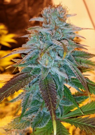 Afghan x Hells angel og & Casey jones x Hells angel og
