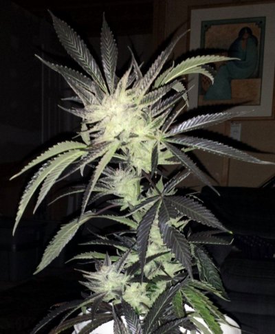 Hello from Colorado!