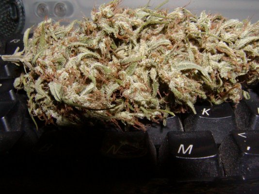 L.Haze last pics.15.JPG