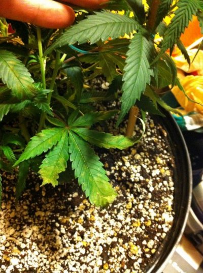 Please help diagnose these plants 4