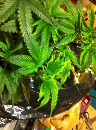 Please help diagnose these plants 6